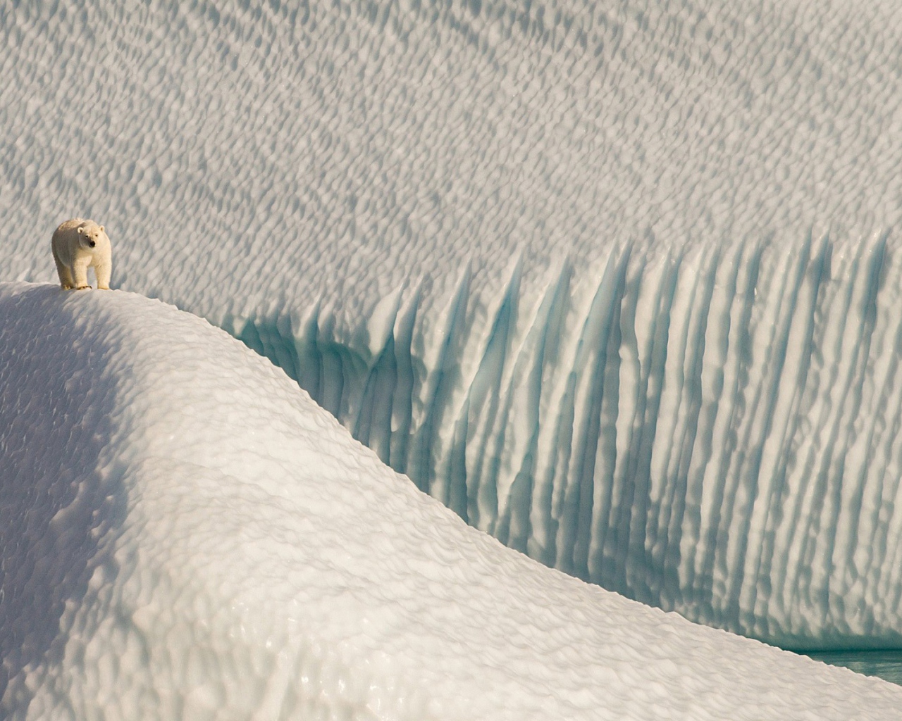 Полярный медведь в снежной пустыне