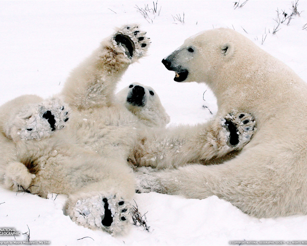 Белый медвежонок играет с мамой