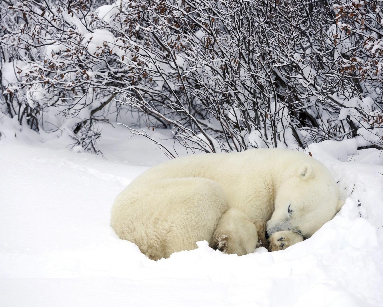 Белый медведь спит в снегу