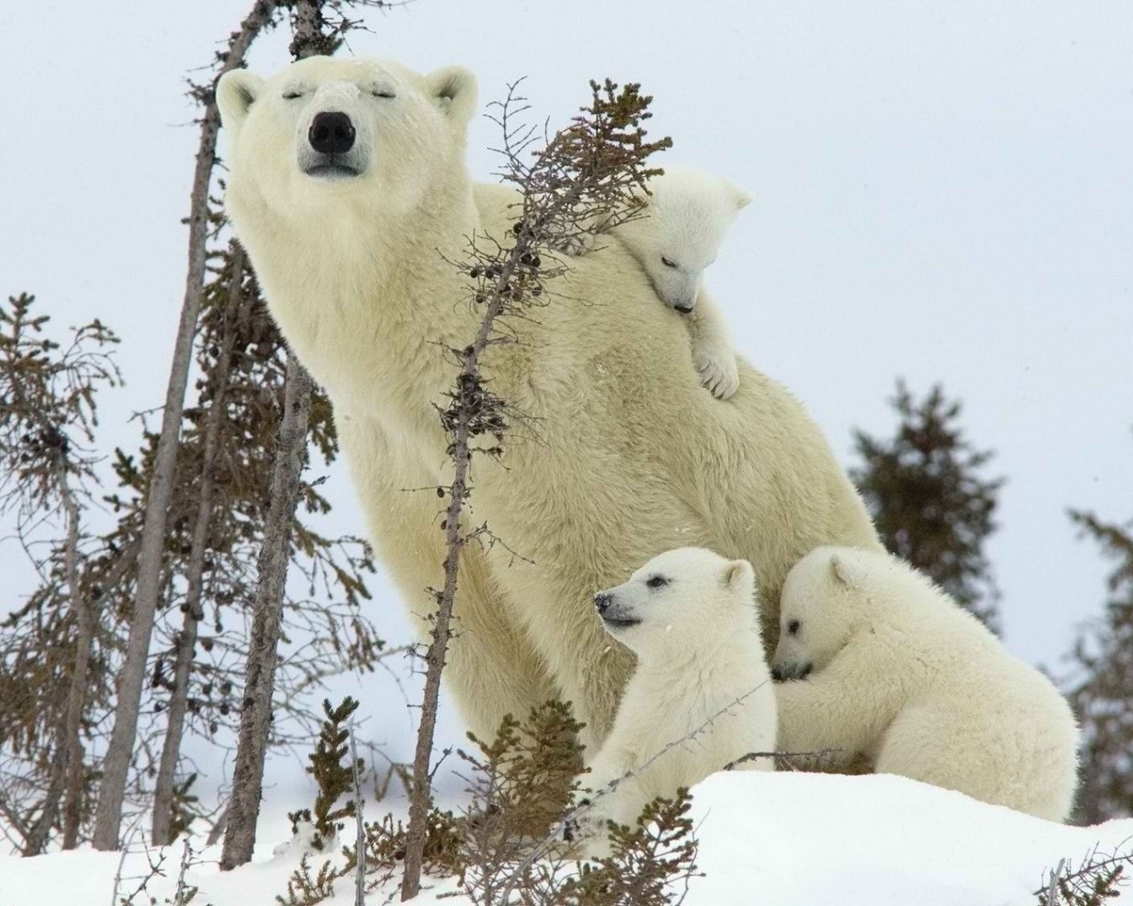Белый медведь с детками