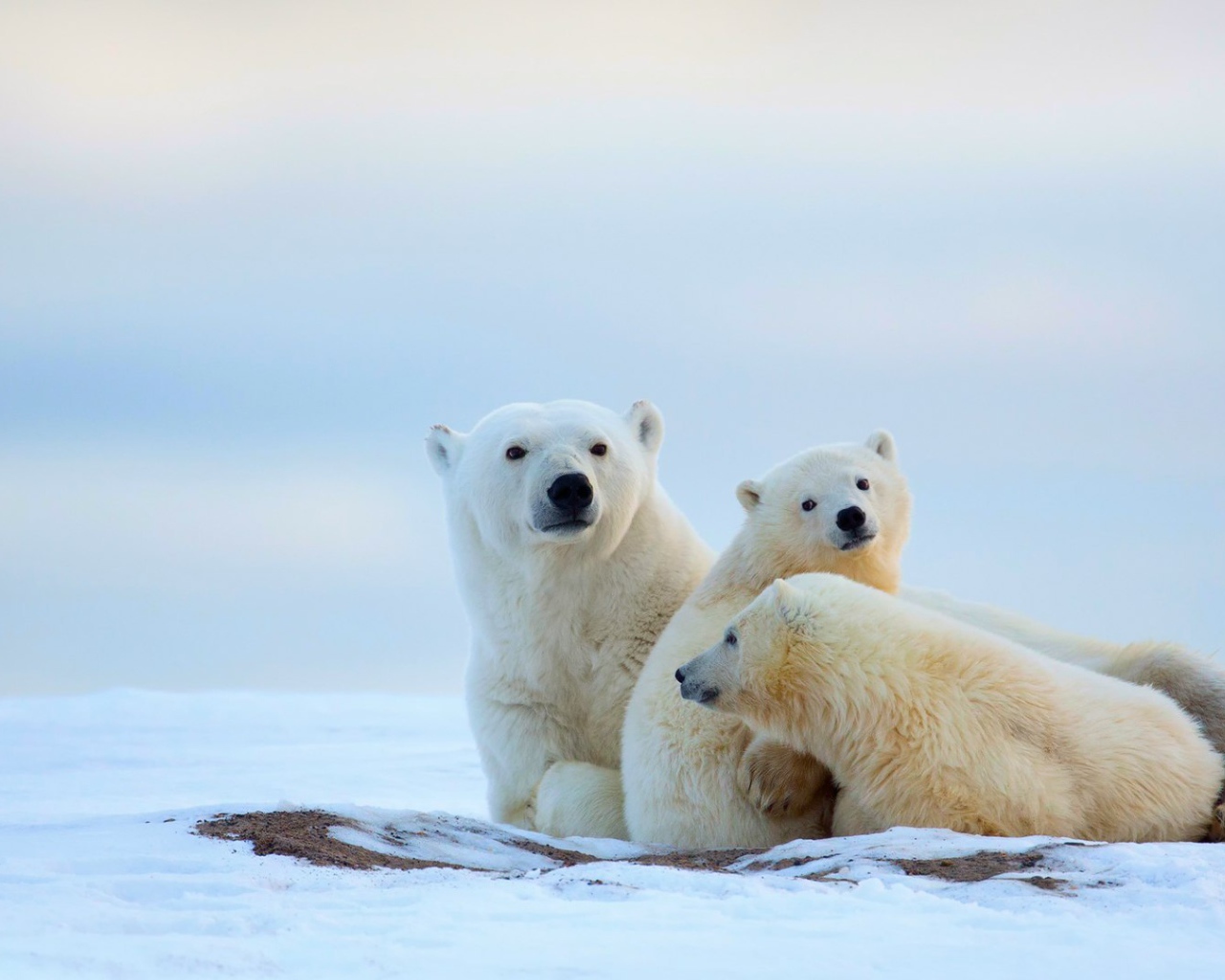 Полярные мишки на снегу
