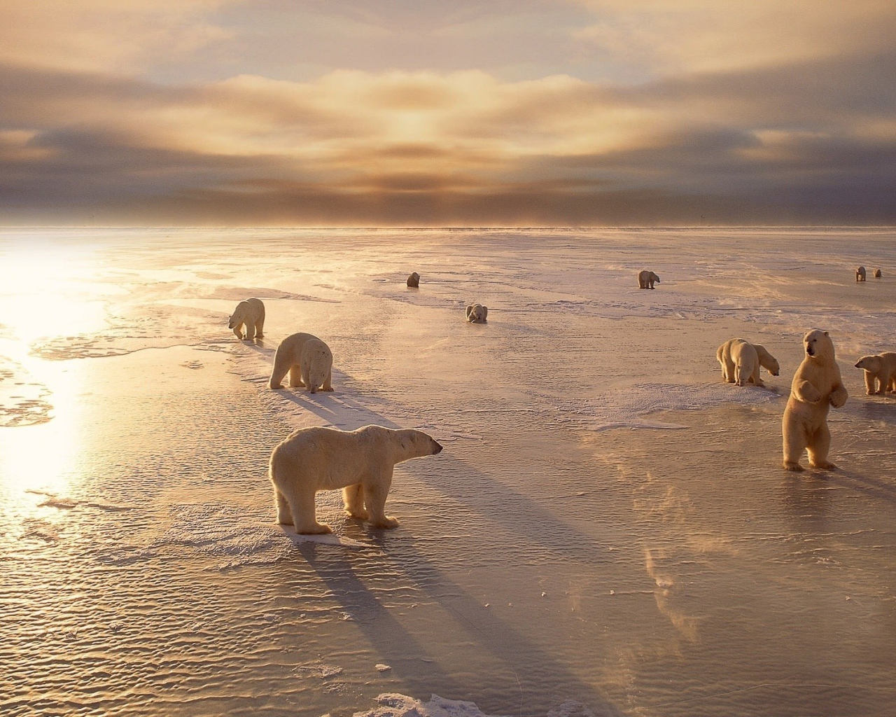 Белые медведи на берегу северного моря