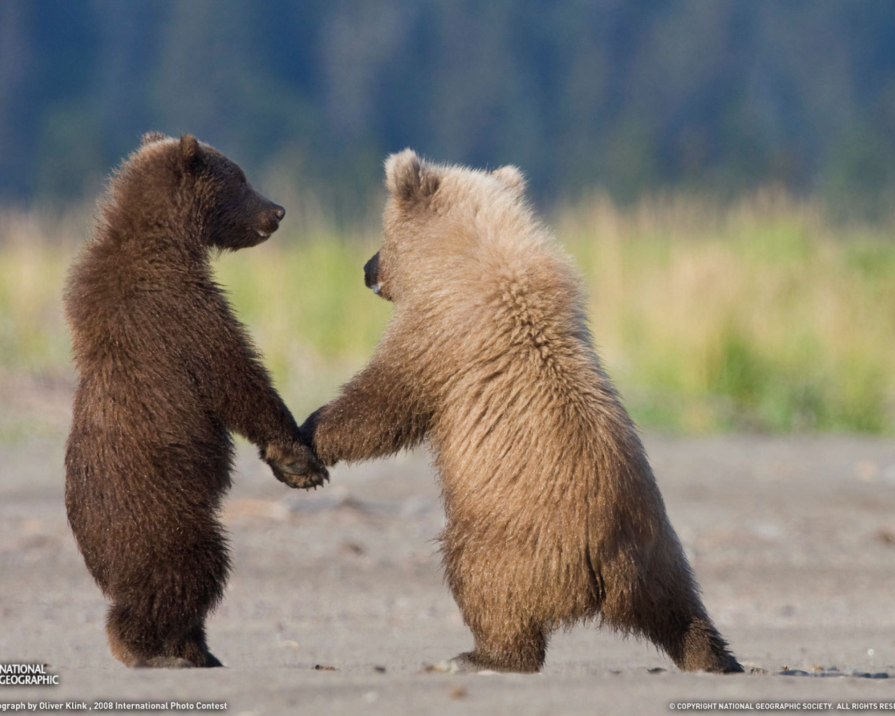 Медвежата держатся за лапы