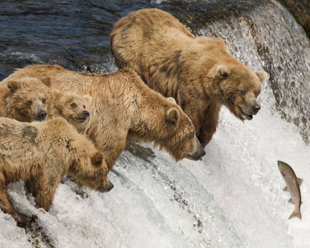Семья медведей ловит рыбу во время нереста