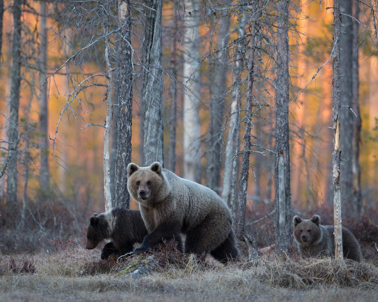 Семья медведей гуляет в лесу