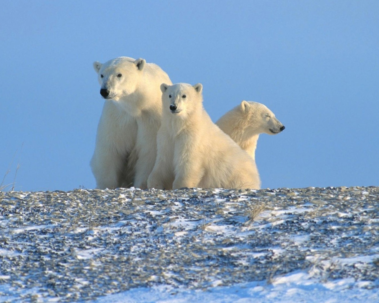 Три белых медведя за полярным кругом