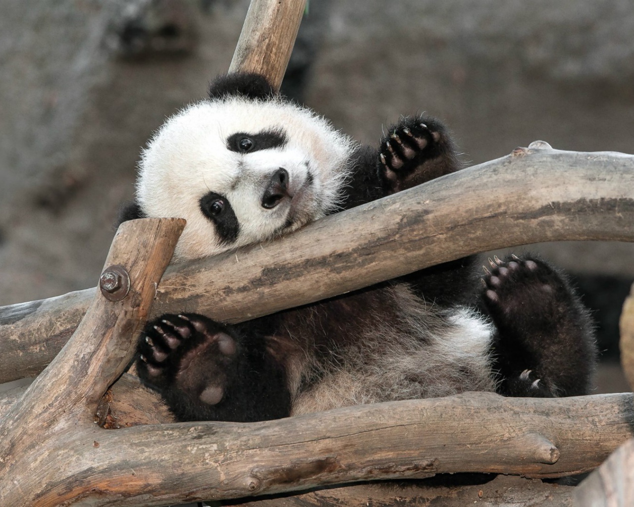 Малыш Панда в зоопарке