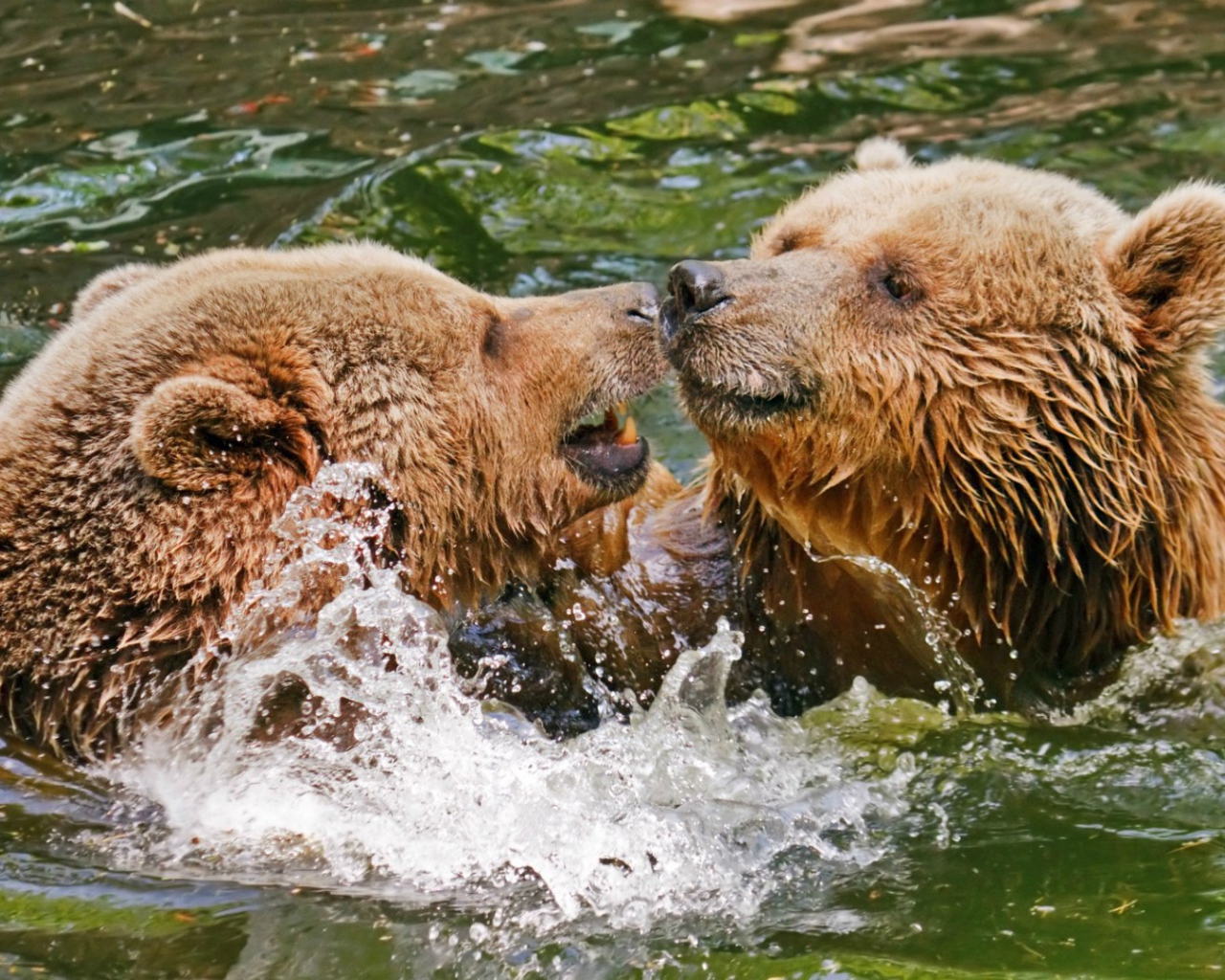 Два медведя играют в воде