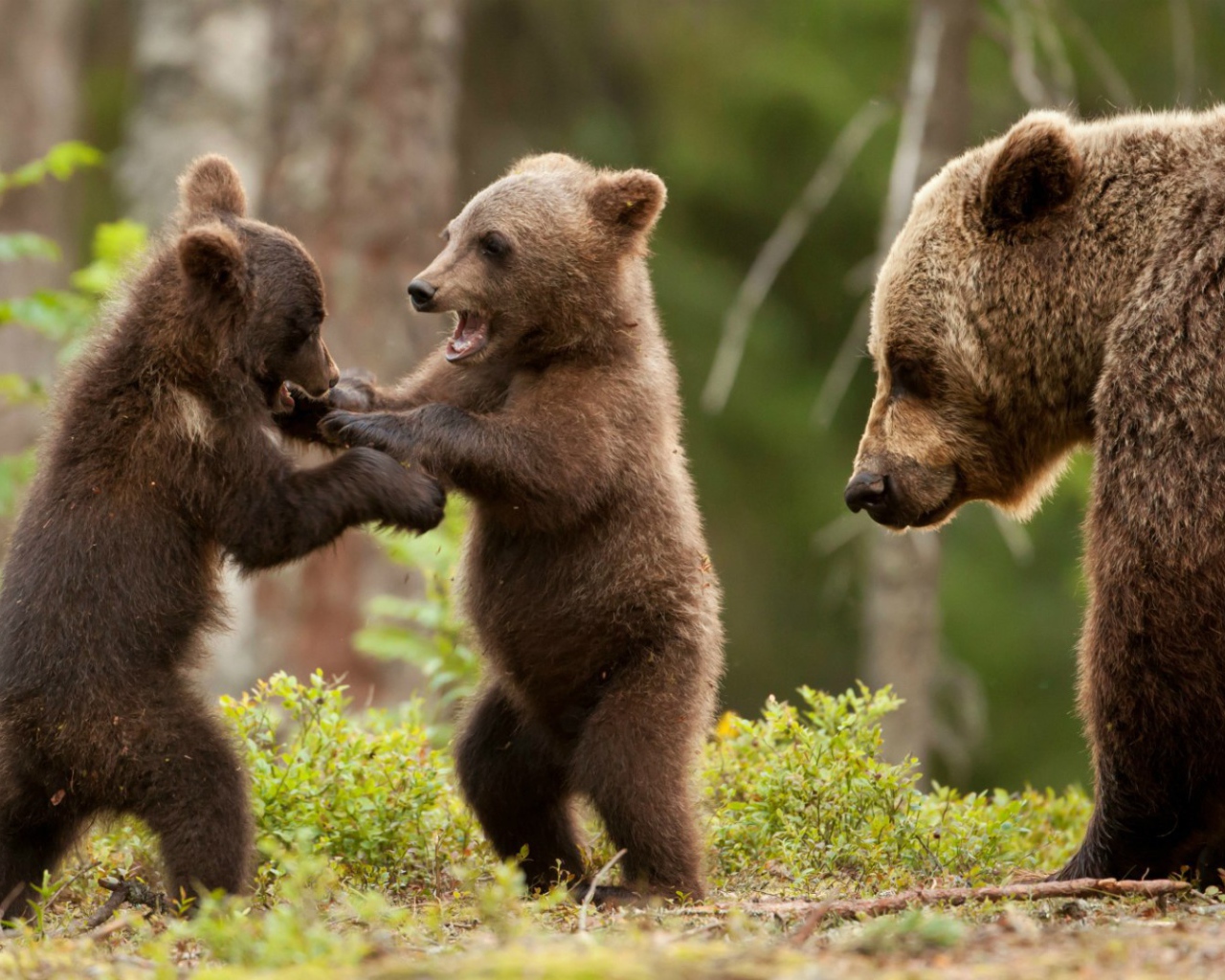 Два игривых медвежонка