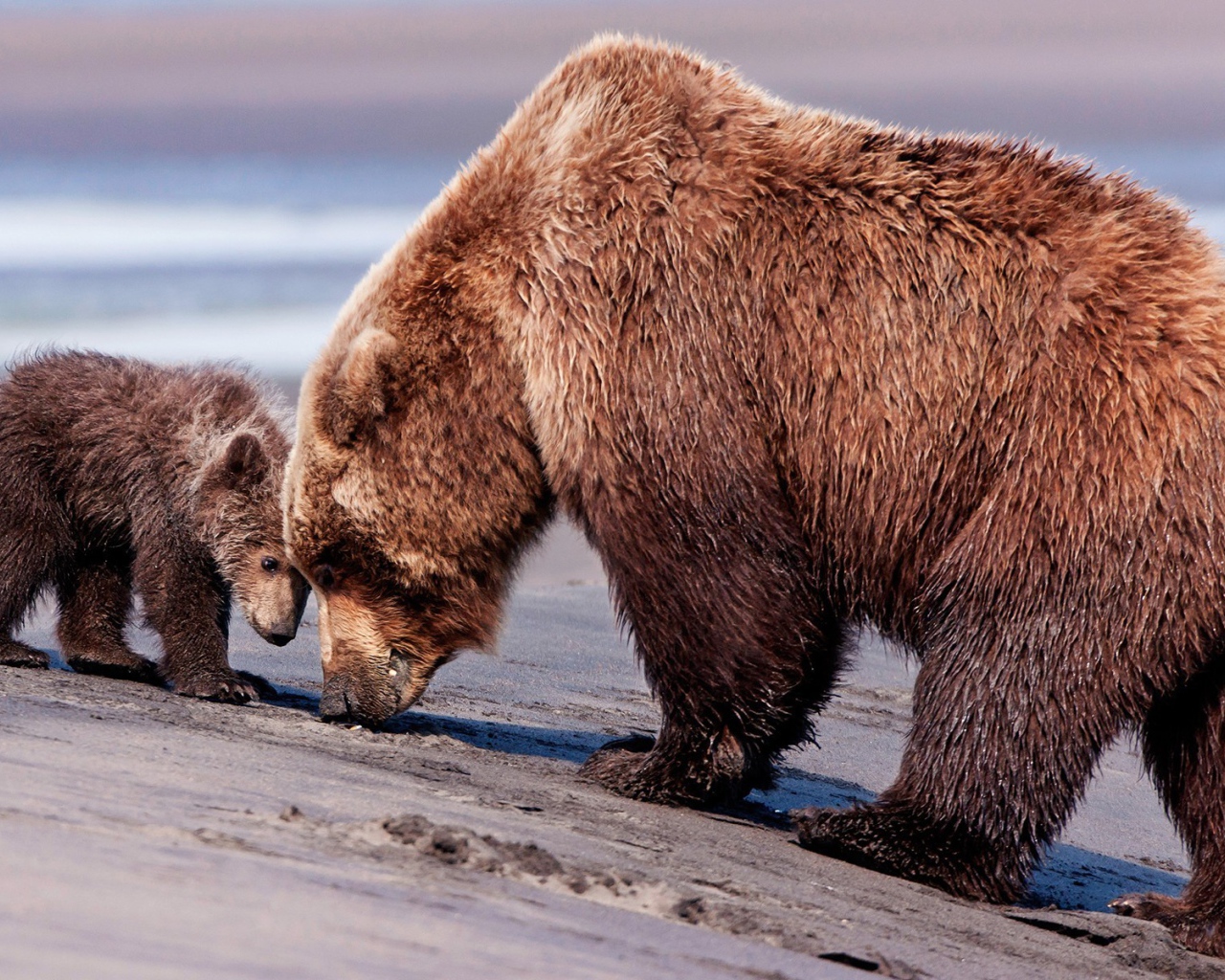 Мокрая медведица с медвежонком