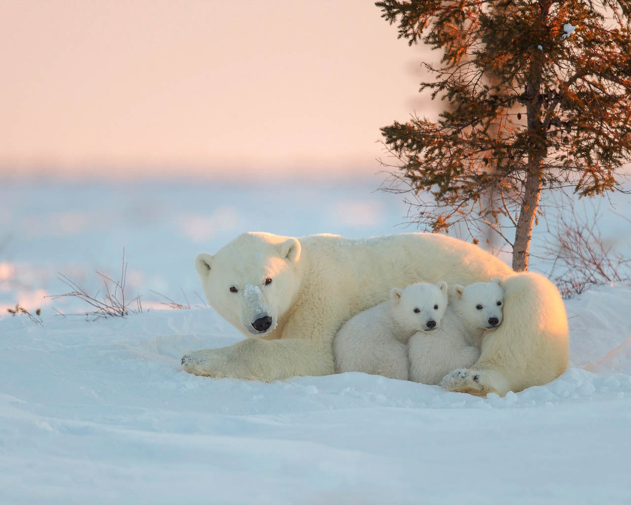 Белая медведица и два малыша