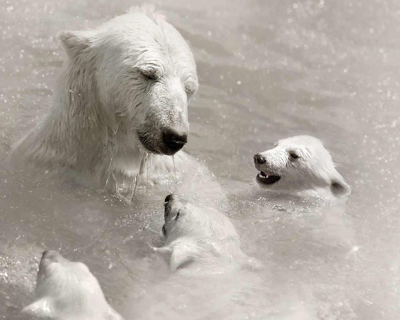 Белая медведица с детьми в воде