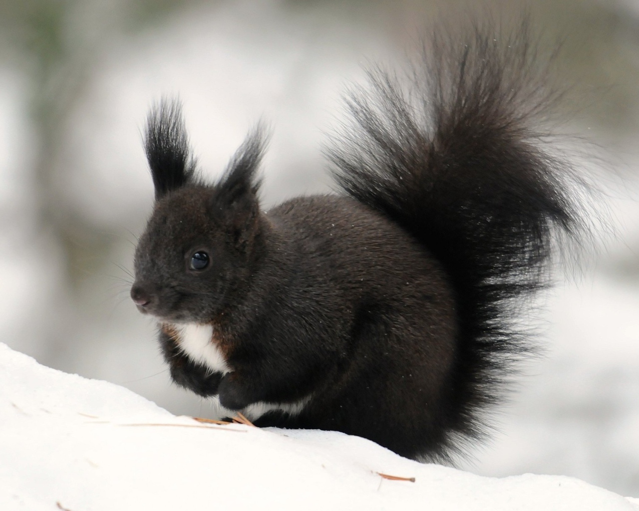 Черная белочка сидит на снегу