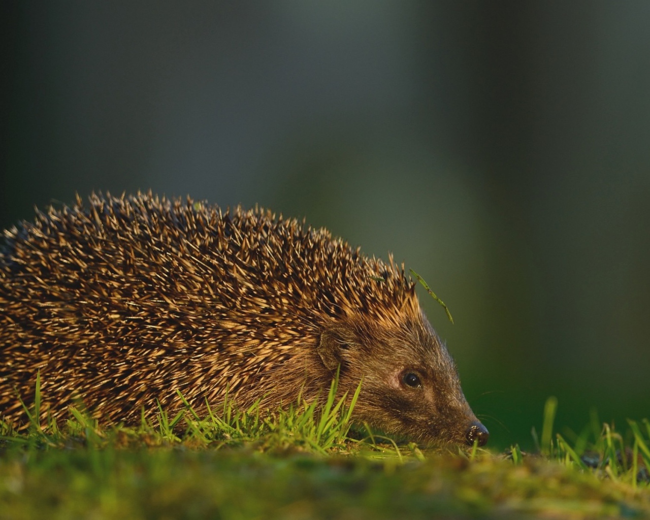 Травинка на иголках ежика