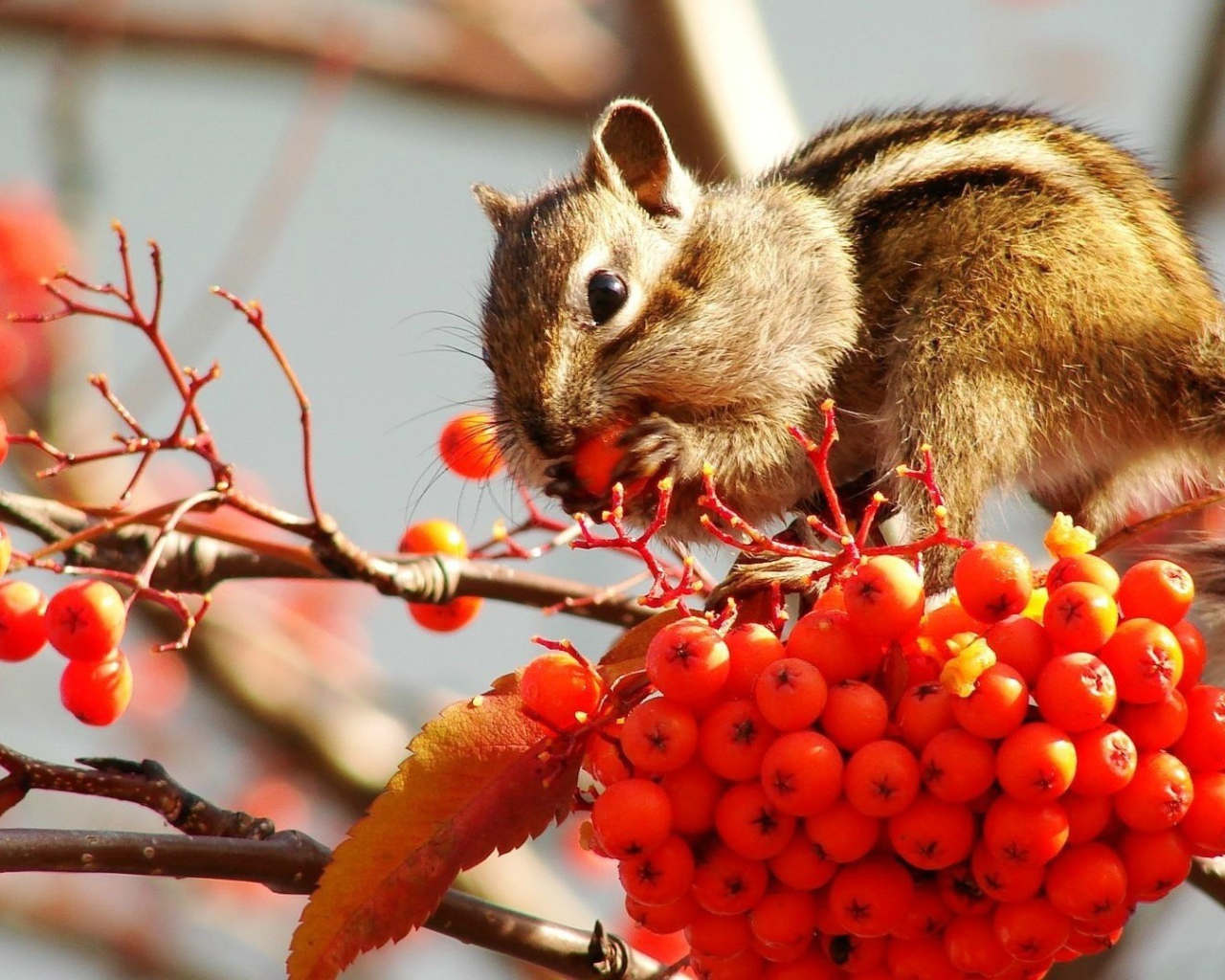 Бурундук кушает рябину