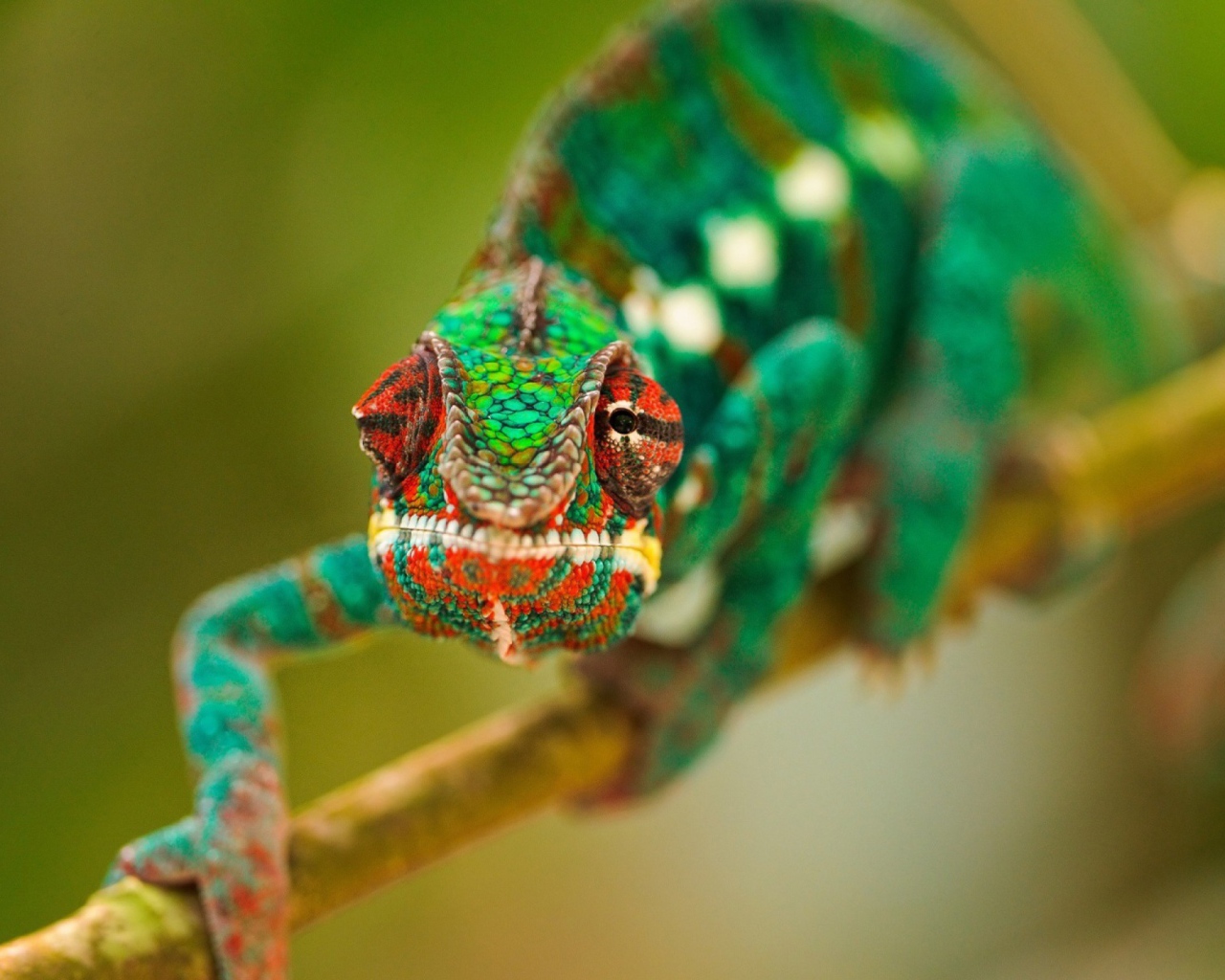 Зеленый хамелеон ползет по ветке