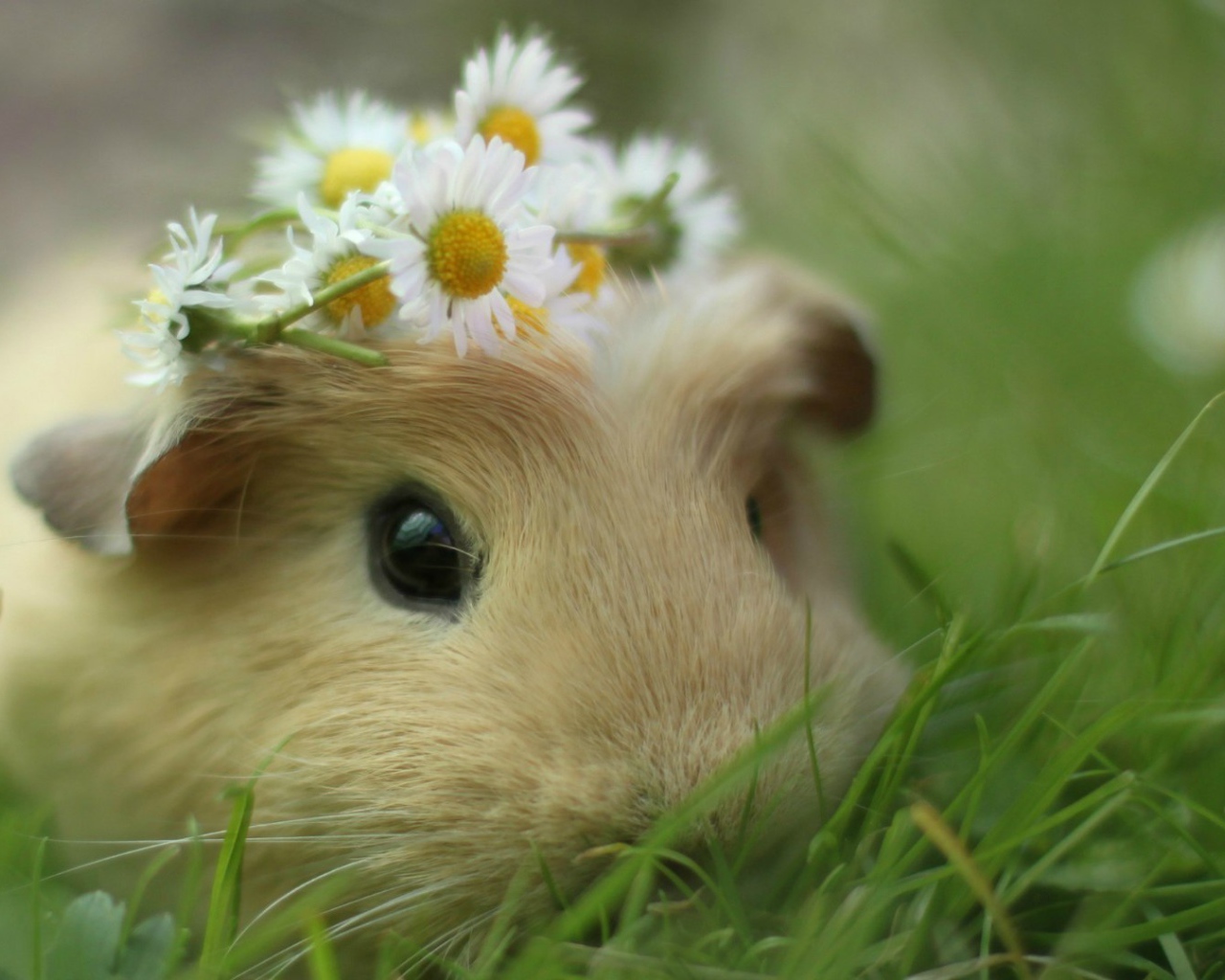 Морская свинка в траве