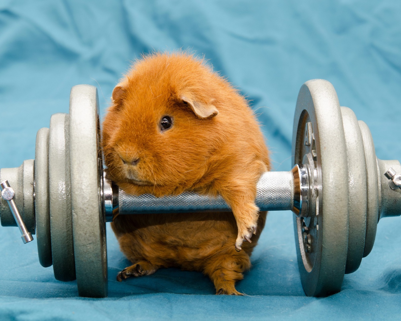 Морская свинка с гантелей