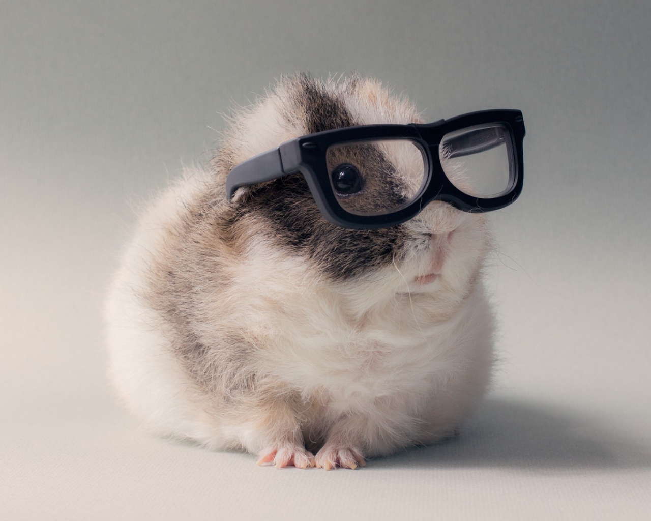 Морская свинка в очках