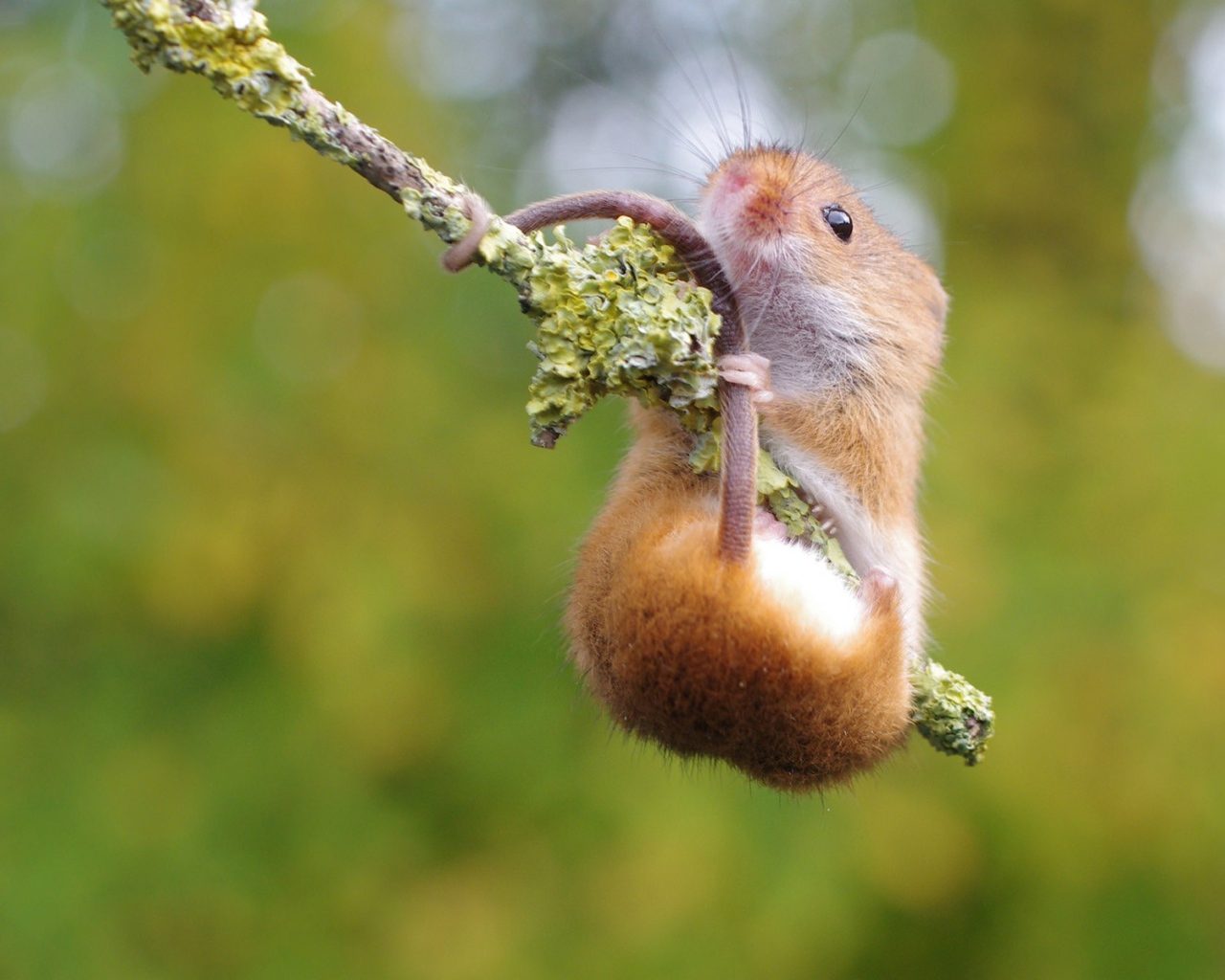 Хомяк повис на ветке