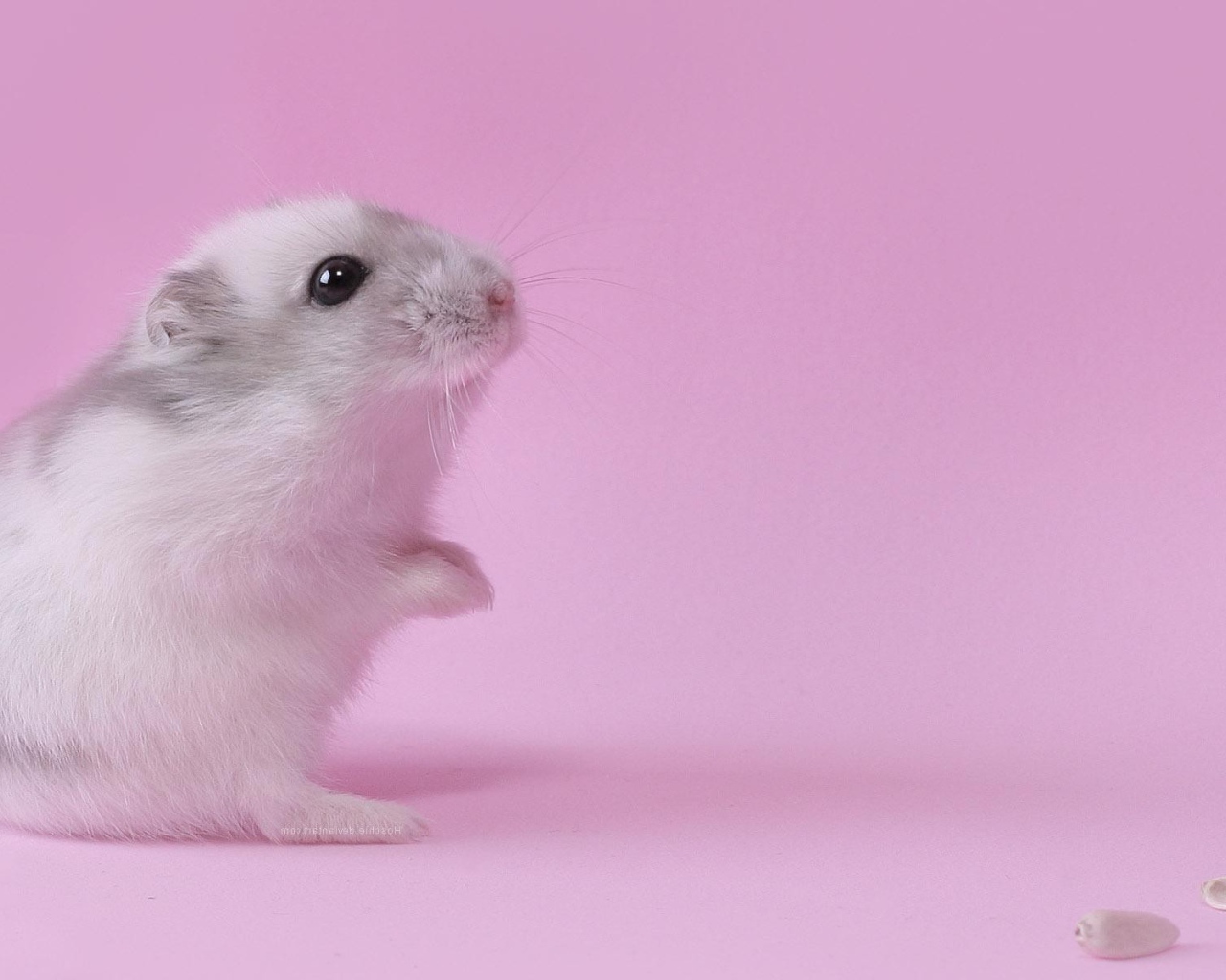 Хомяк на розовом фоне