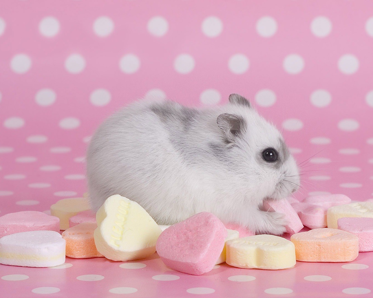 Хомячок со сладостями