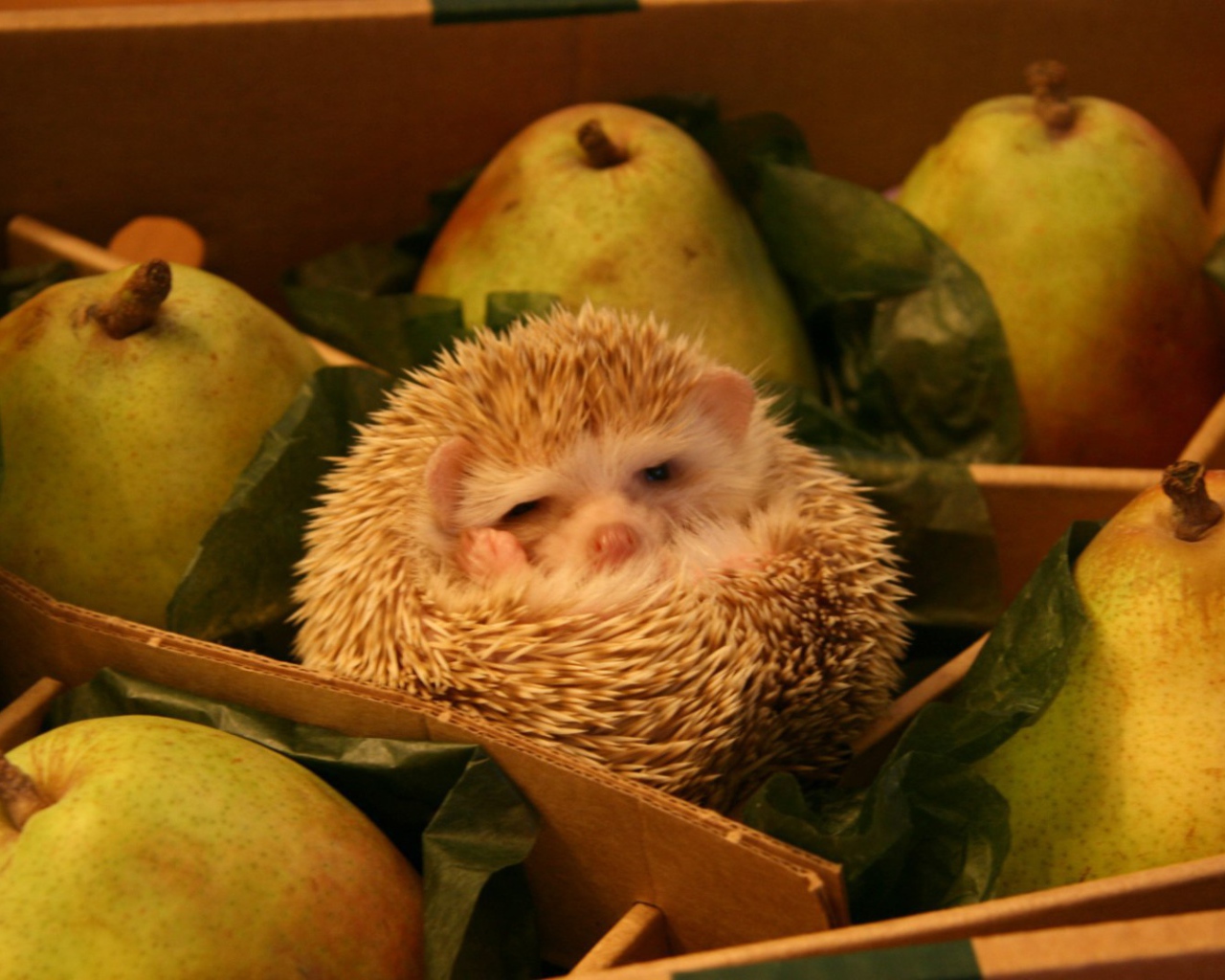 Ёж среди груш