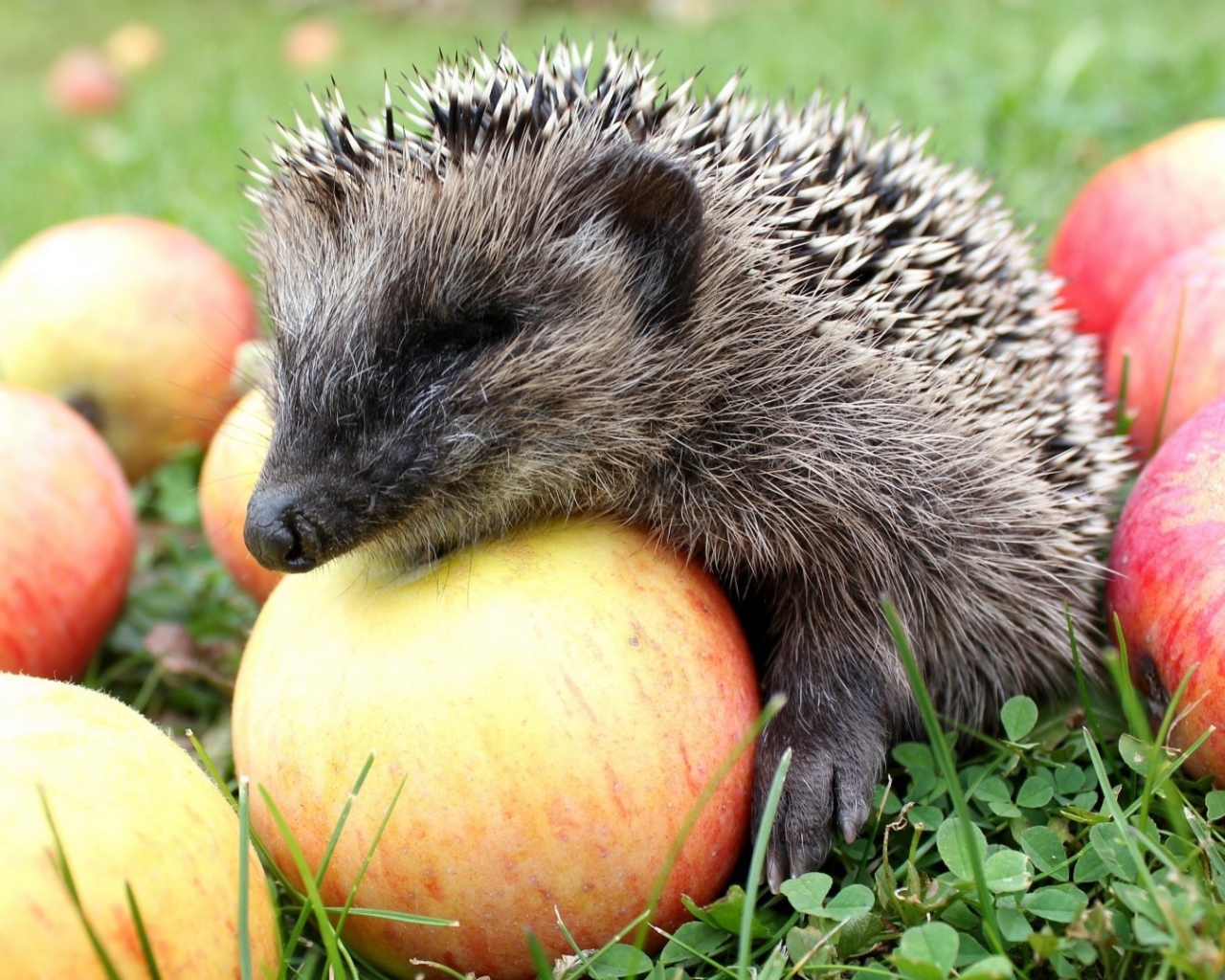 Ежик лакомится спелыми яблоками