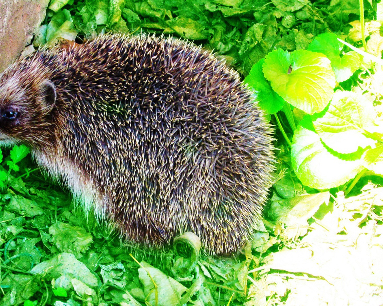 Еж сидит на зеленых листьях