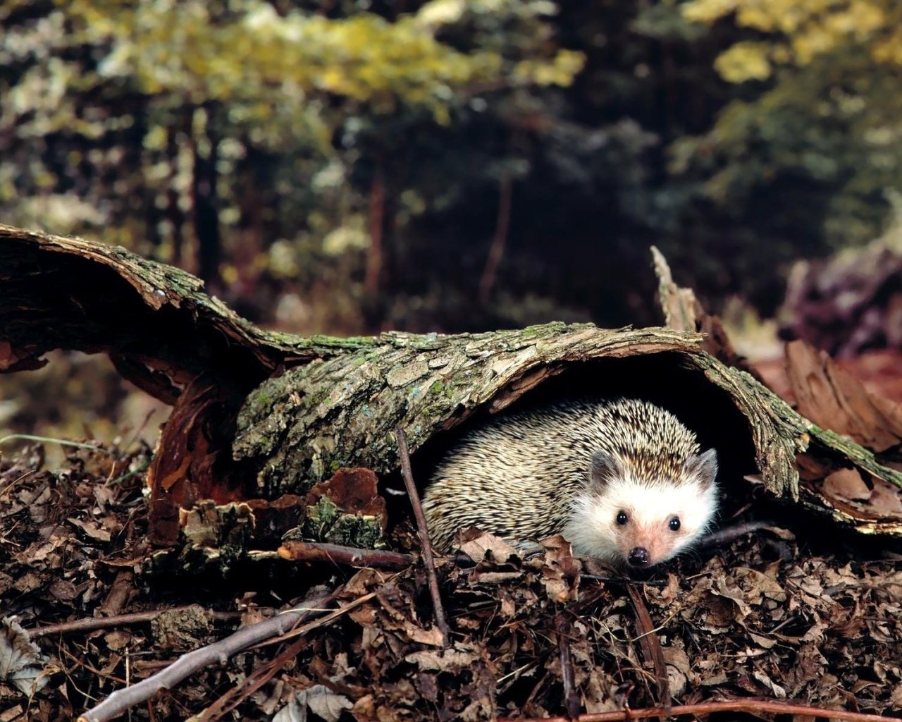 Ежик под корой дерева