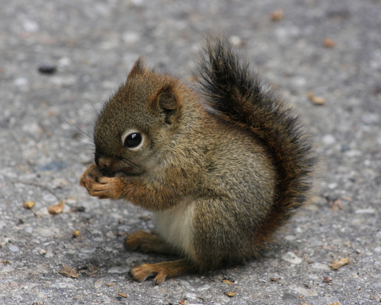 Little squirrel holding food in paws