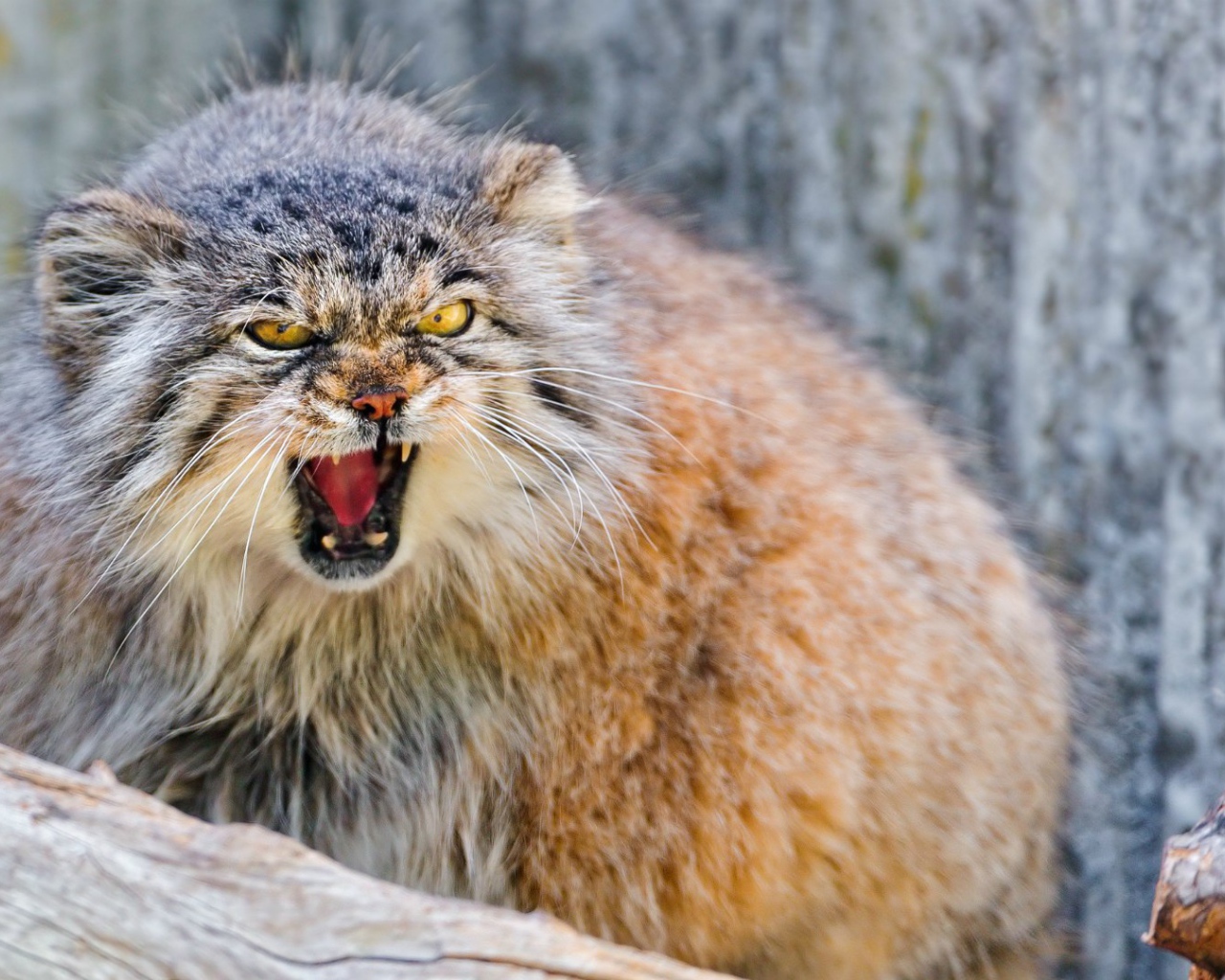 Манул в ярости