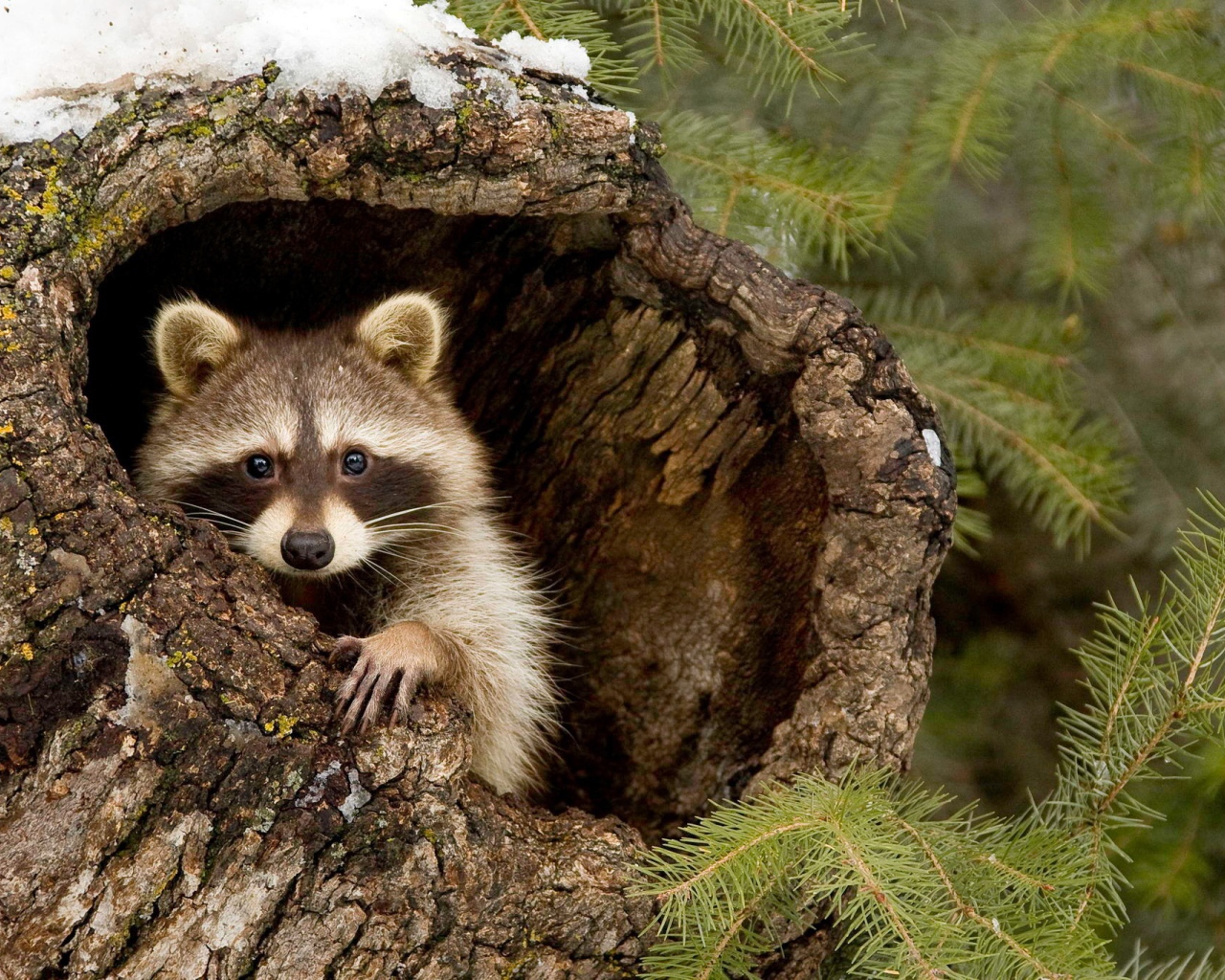 Енот-полоскун прячется в коре дерева