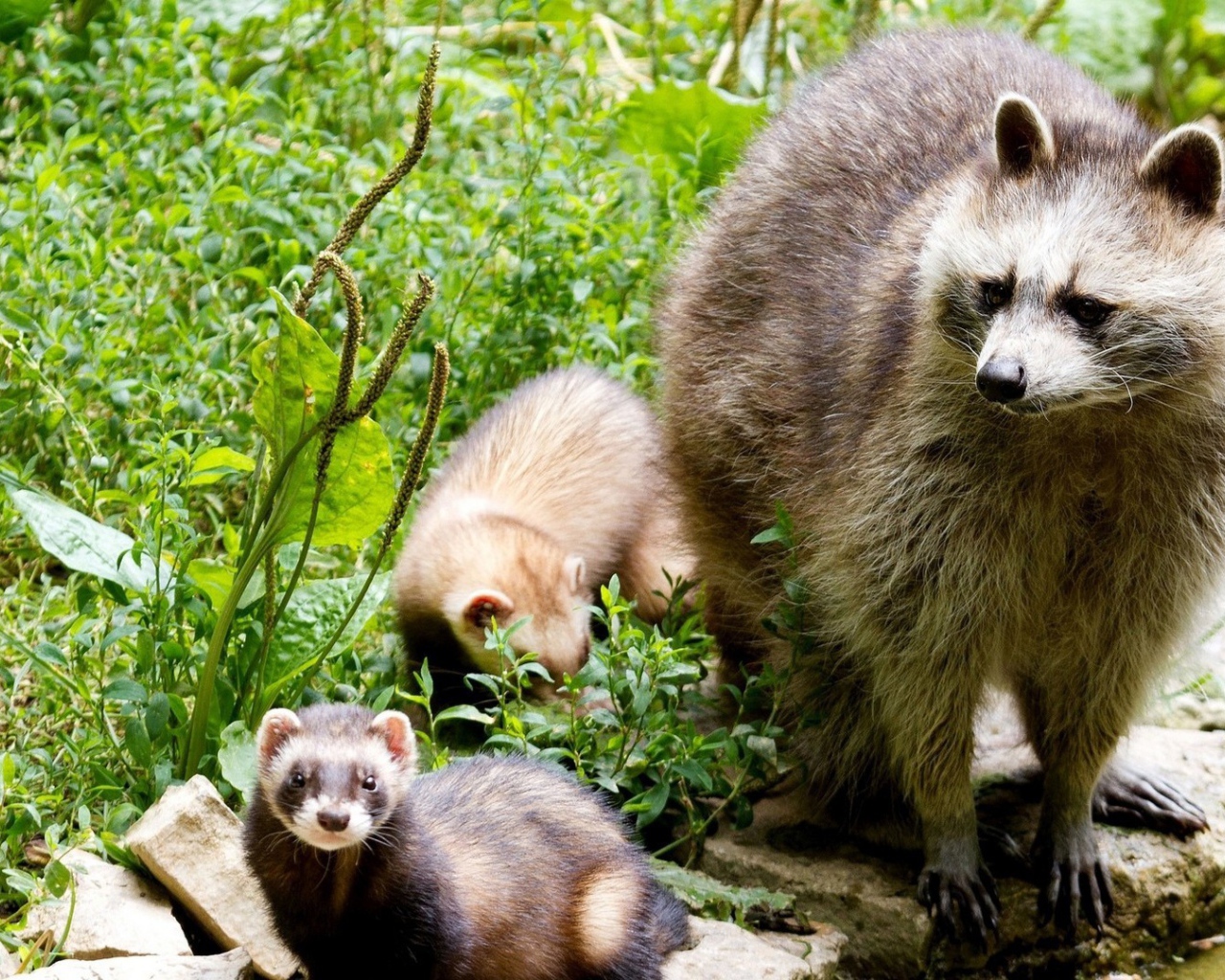 Енот-полоскун со своими детенышами