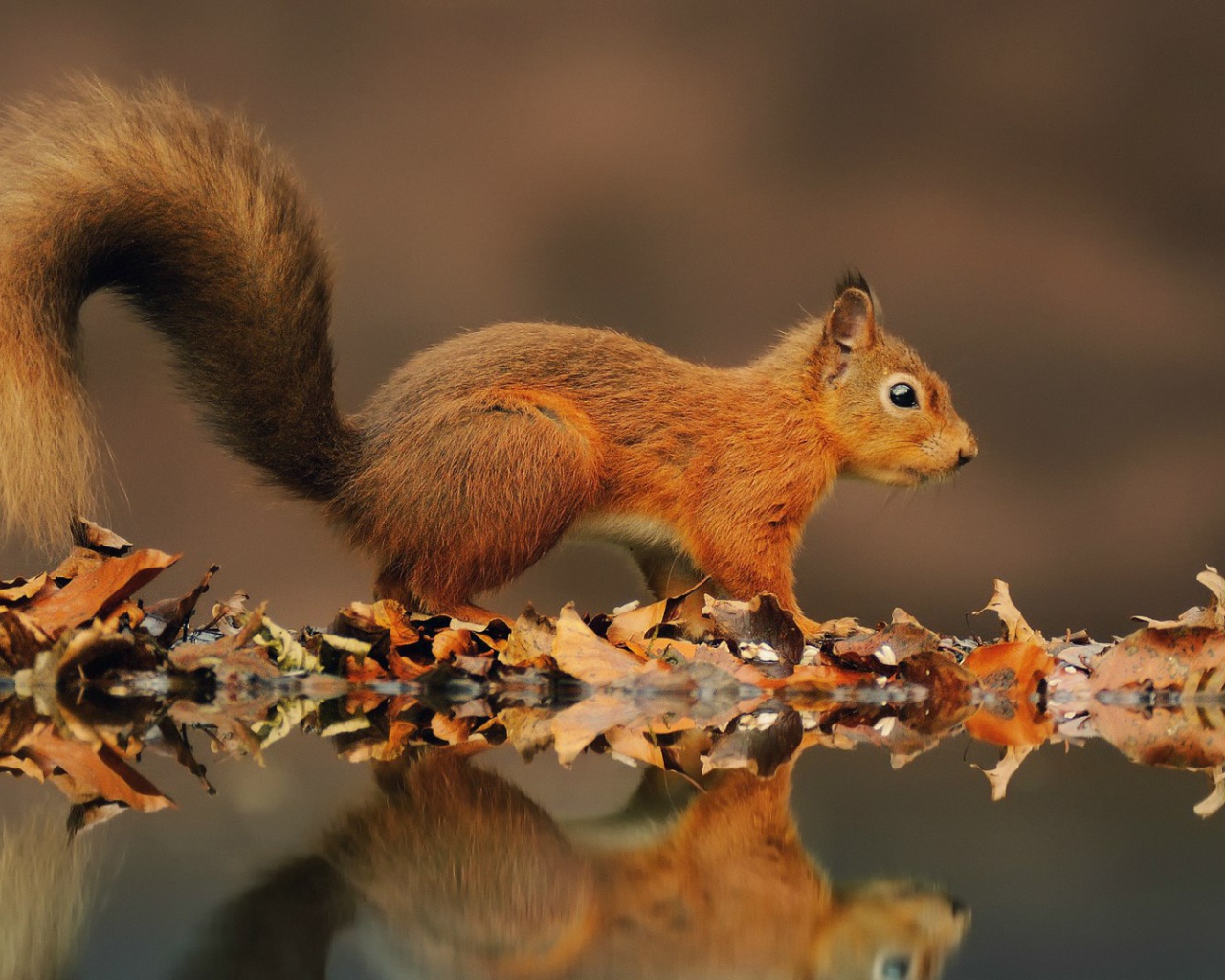 Рыжая белка на берегу пруда