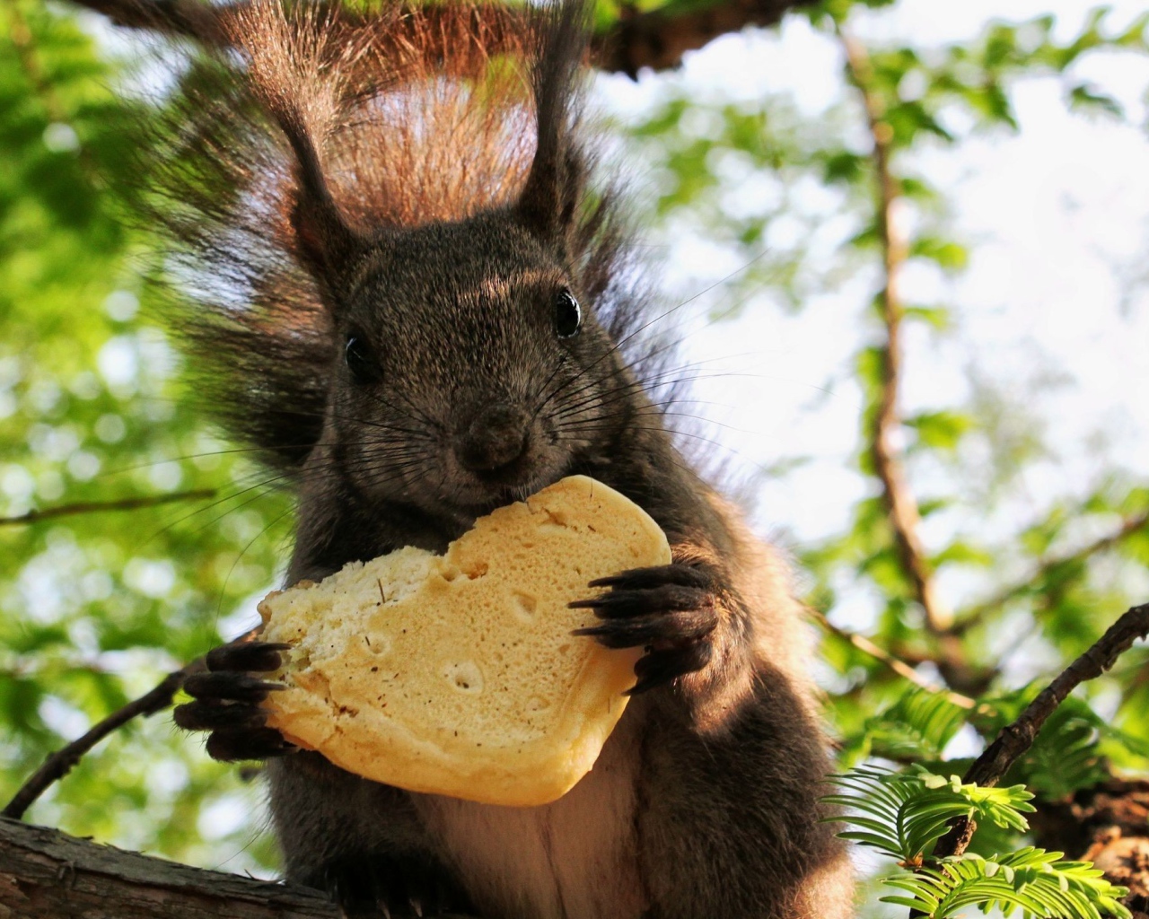 Белка ест булочку