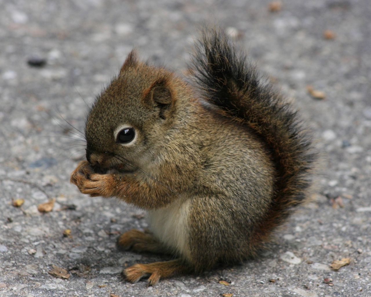 Бельчонок ест орех