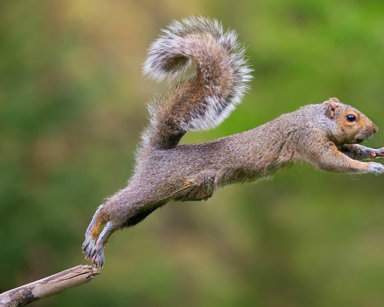 Белка совершает прыжок