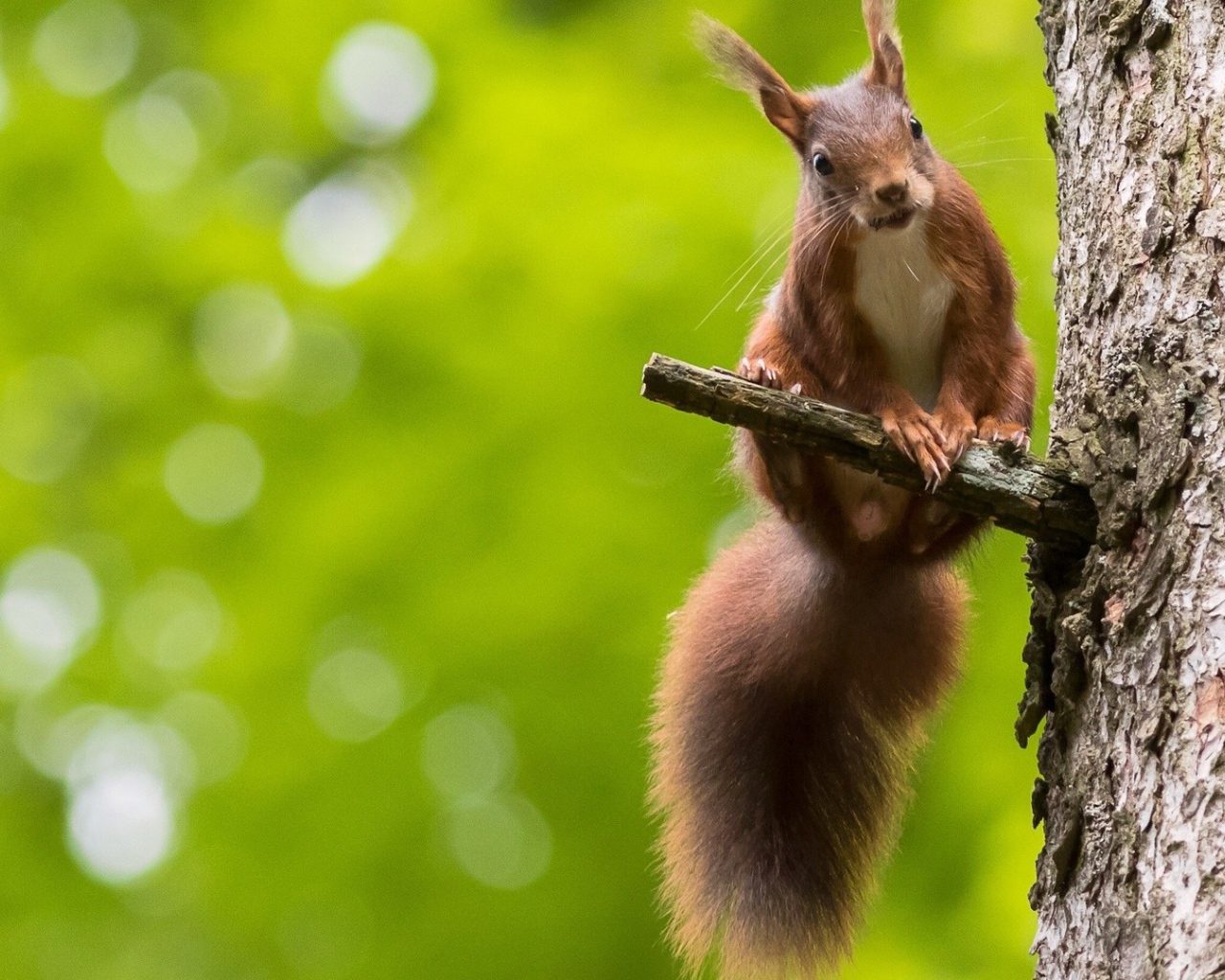 Белка на сучке дерева