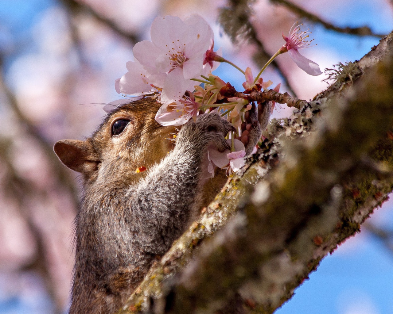 Белка на цветущем дереве