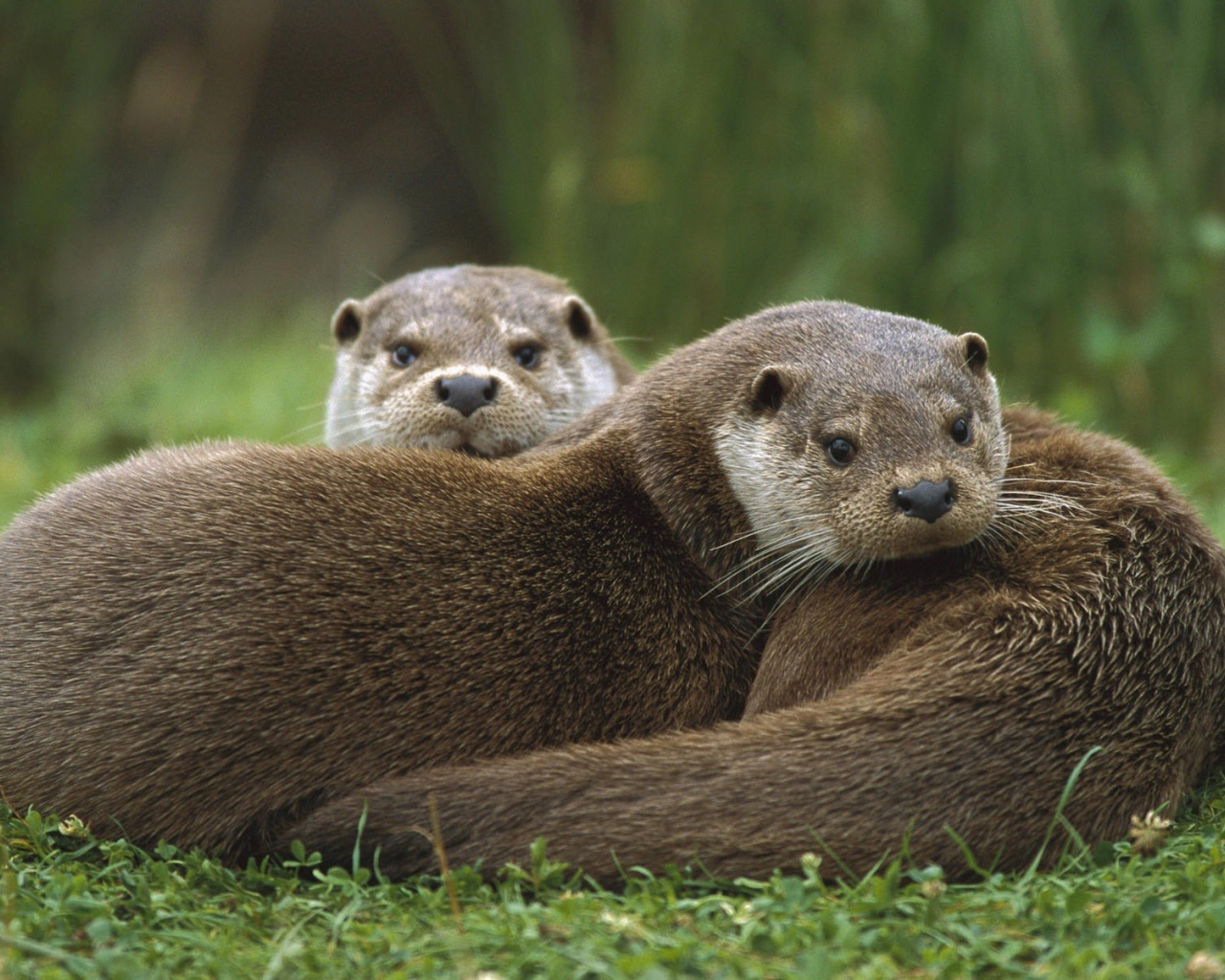 Две выдры лежат на траве
