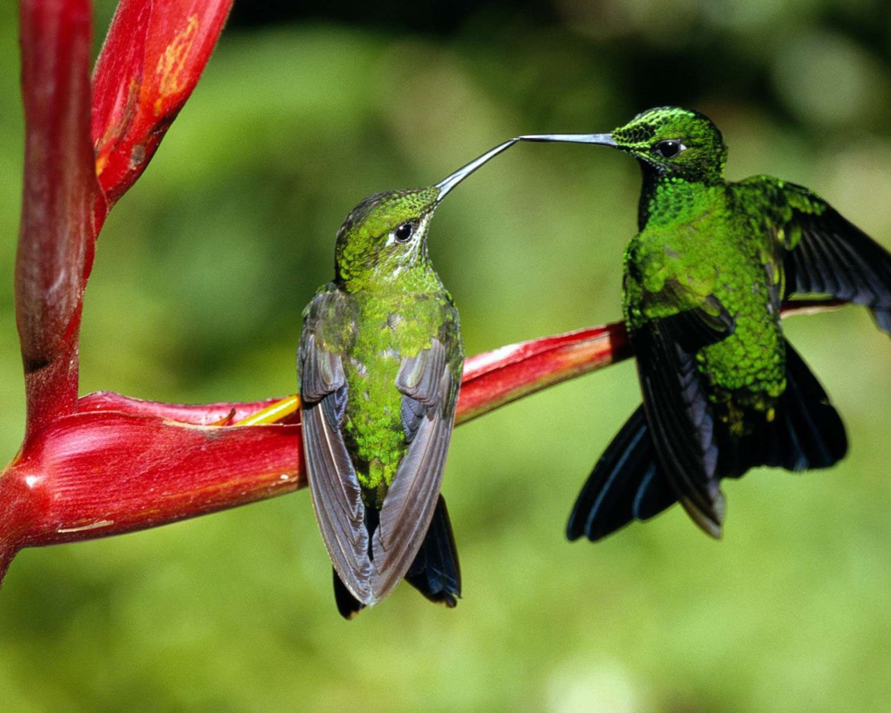 Семейная пара зеленых колибри