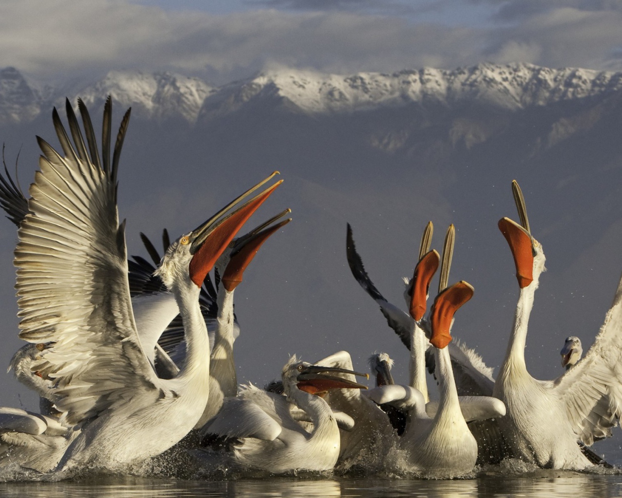 Стайка пеликанов на фоне гор