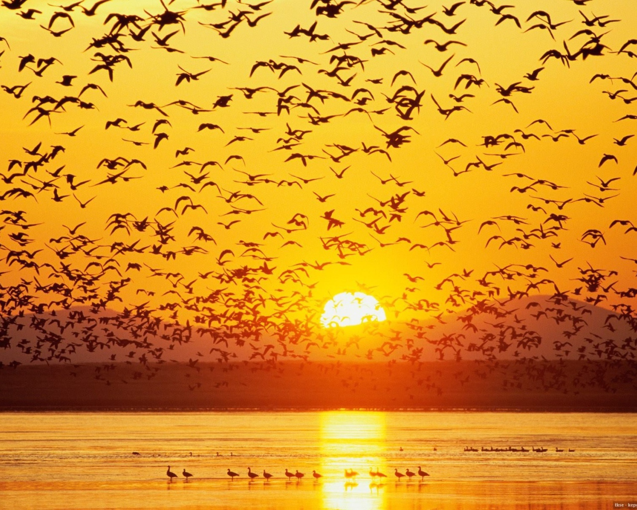 Большая стая гусей на озере на закате