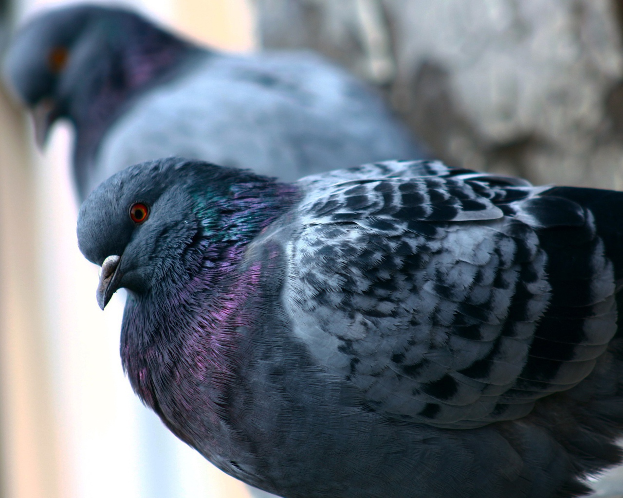 Пара сизых городских голубей
