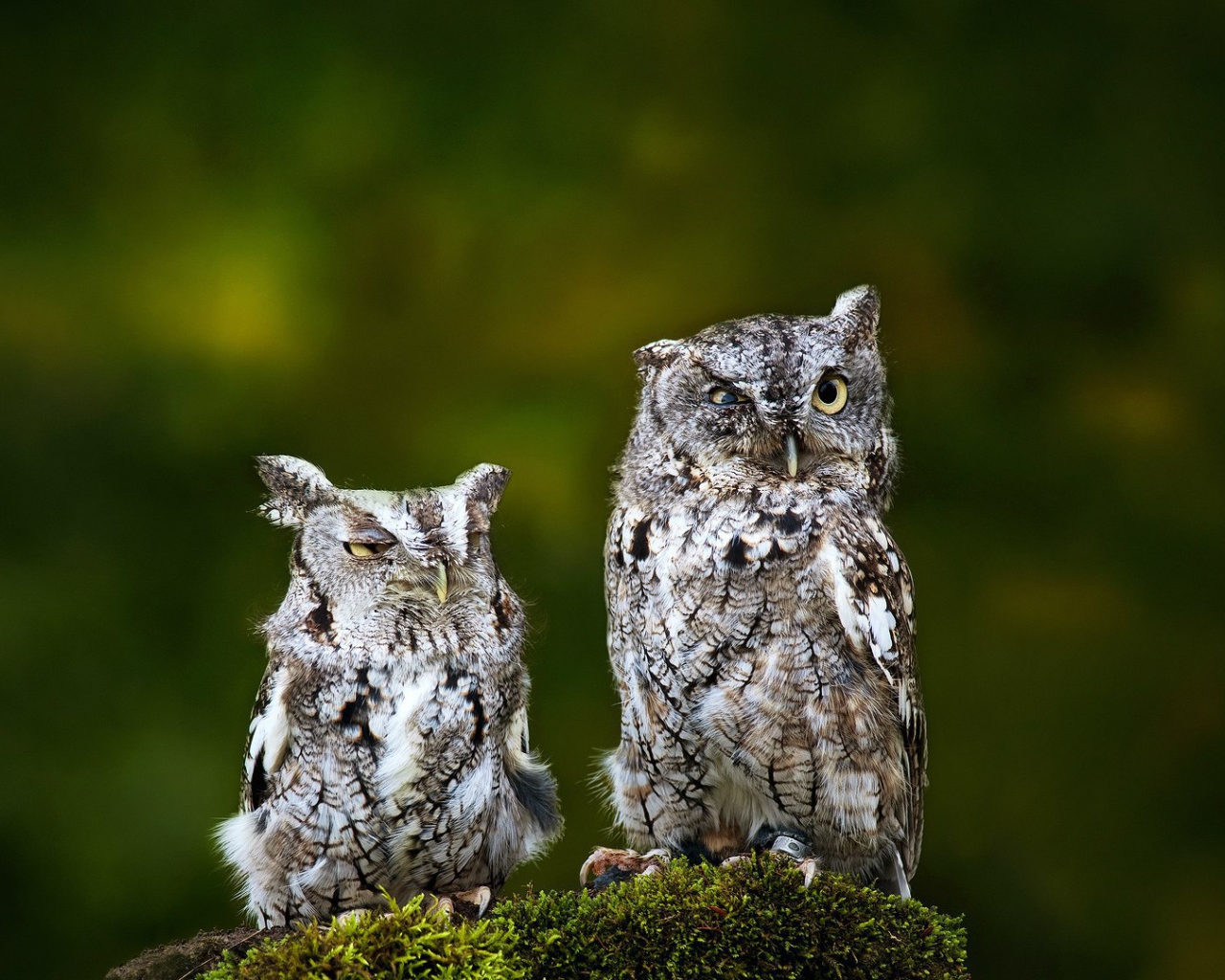 Пара взлохмаченных сов