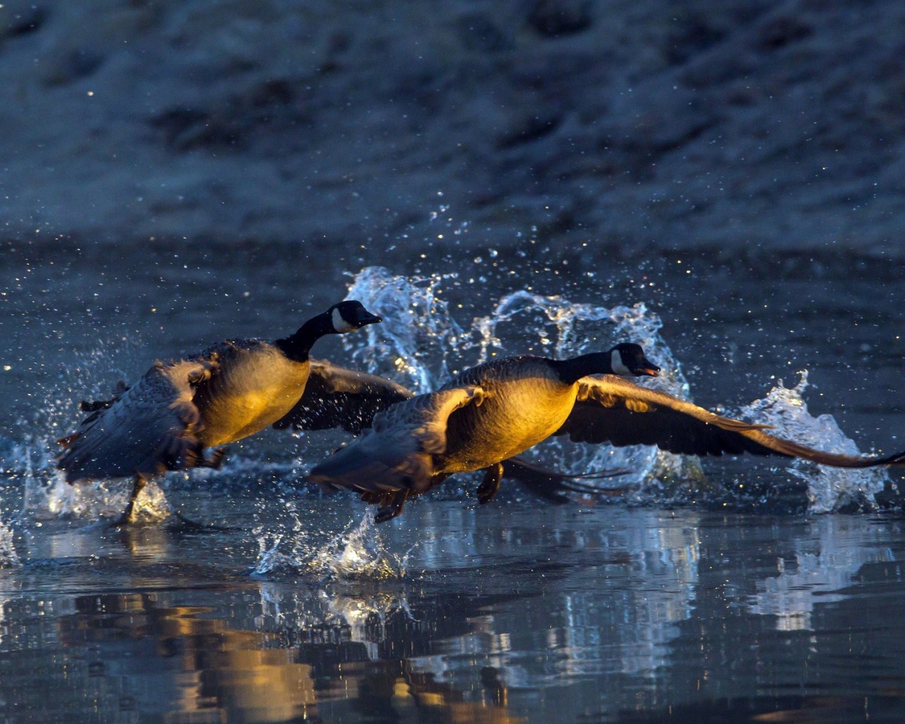 Пара уток взлетает с озера