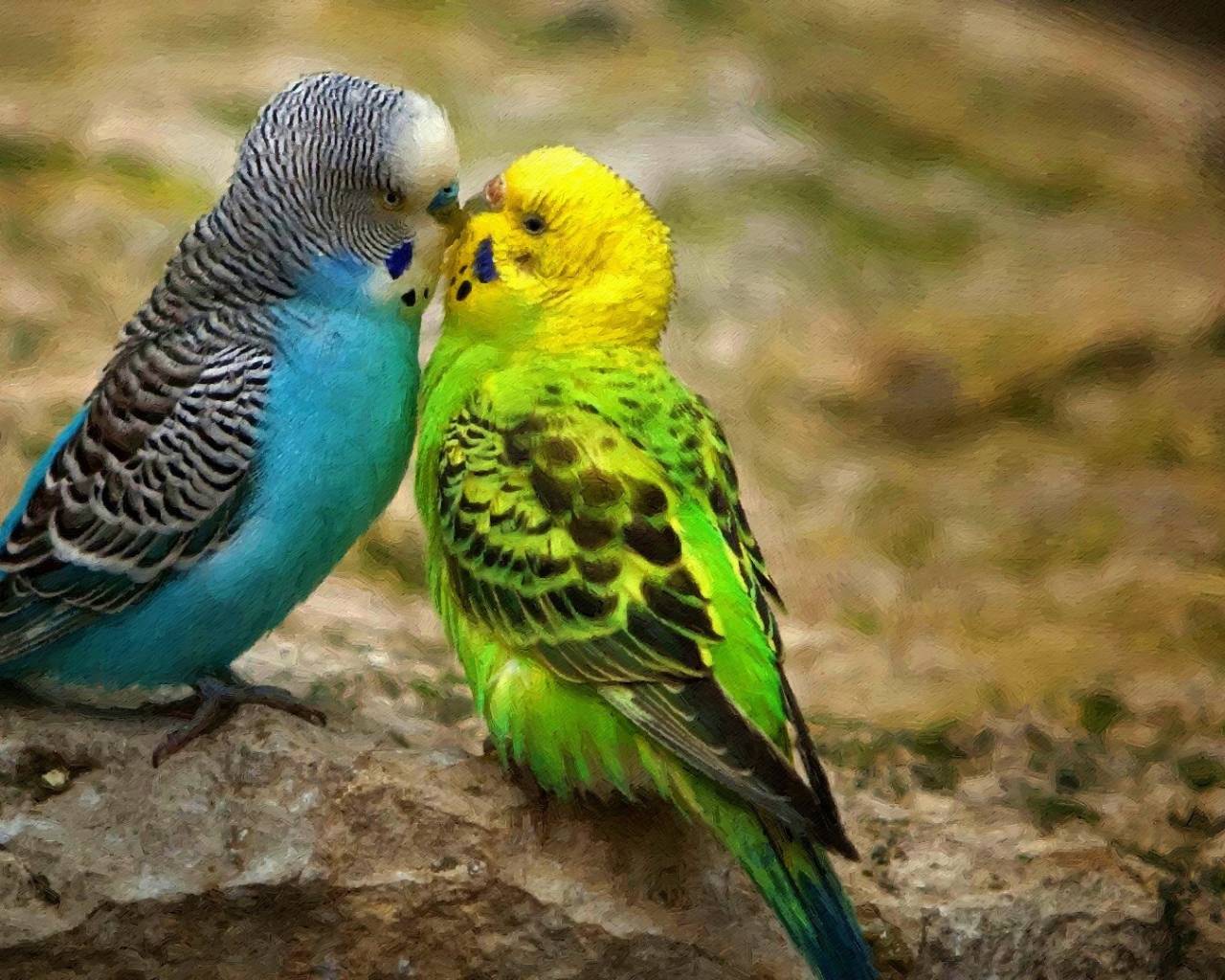 A pair of exotic parrots