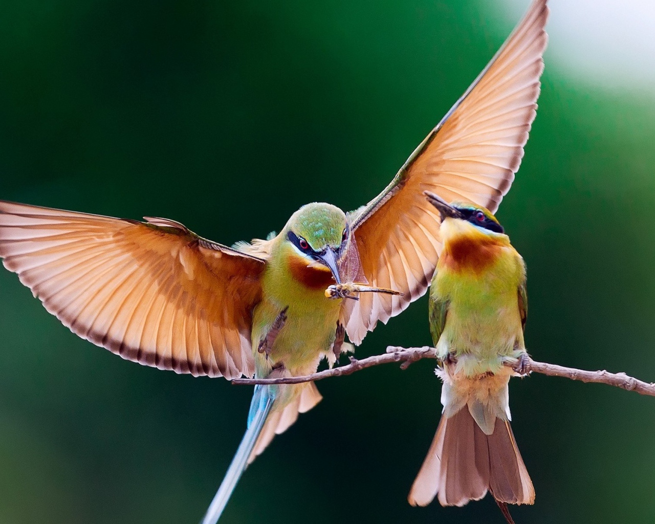 Пара колибри на веточке
