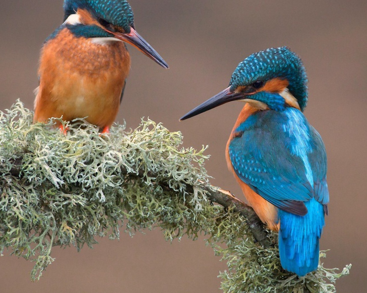 Пара зимородков вьет гнездо